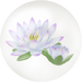 White water lily nectar in Pikmin Bloom.