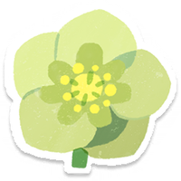 PB Lifelog Helleborus Yellow.png