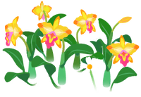 Yellow cattleya flowers icon.png