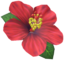 "Hibiscus Hairpin (Red)" Mii costume in Pikmin Bloom.