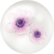 Icon for white windflower nectar.