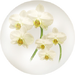White moth orchid nectar from Pikmin Bloom.