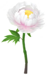 White peony big flower in Pikmin Bloom
