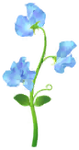 Blue sweet pea big flower in Pikmin Bloom.