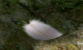 The Leviathan Feather in the Treasure Hoard.