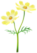 Yellow cosmos Big Flower icon.