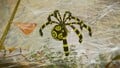 An Arachnode eating a Pikmin stuck in its web.