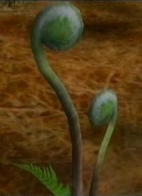 This is a closeup of a Fiddlehead