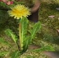 A Dandelion as seen in Pikmin 2.