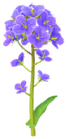 Canola Flower Introduced on April 1st, 2025, and comes in white, yellow, and blue varieties.