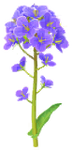 Blue canola flower Big Flower icon.
