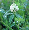 Real-life Trifolium alexandrinum.