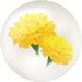 Yellow marigold nectar from Pikmin Bloom.