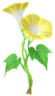 Morning Glory Introduced on August 1st, 2024, and comes in white, yellow, red, and blue varieties.