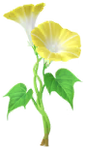 Yellow morning glory Big Flower in Pikmin Bloom.