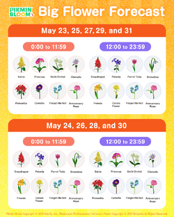 Schedule for the types of Big Flowers that bloomed during the 4.5 Anniversary Community Week in Pikmin Bloom.