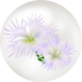 White dianthus nectar ball