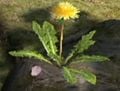 A Dandelion in the Awakening Wood. Notice how its petal formation is slightly rounder than Dandelions in Pikmin.