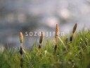 An image of some horsetails from Sozaijiten Vol. 6. The image's description on the website says it was taken in Atsuta, Hokkaido.
