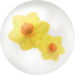 Yellow daffodil nectar from Pikmin Bloom.