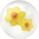Yellow daffodil nectar from Pikmin Bloom.