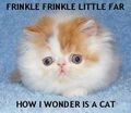 Pikipickles Cat User Image.jpg