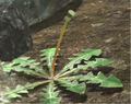 A seeding dandelion without seeds in Pikmin 3.