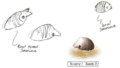 Drawings of the Female Sheargrub from the Pikmin Official Player's Guide.