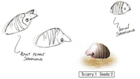 P1 Female Sheargrub Sketch.png