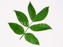 An image of leaves from Sozaijiten Vol. 13. The image's description says it is from an elderberry.
