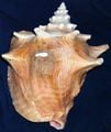 A real world whelk shell.