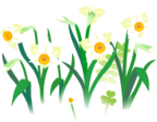 White daffodil flowers icon.png