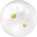 White cosmos nectar from Pikmin Bloom.