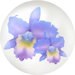 Blue cattleya nectar in Pikmin Bloom.