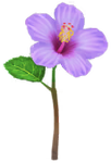 Blue hibiscus Big Flower icon.