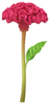 Red celosia Big Flower icon.