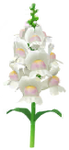 White snapdragon Big Flower icon.