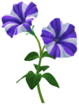 Blue petunia Big Flower icon.