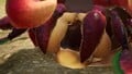 The mouth of a Hermit Crawmad.
