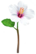 White hibiscus Big Flower icon in Pikmin Bloom.