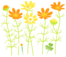 Yellow cosmos flowers icon.png
