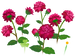 Texture for red dahlia flowers on the map in Pikmin Bloom.