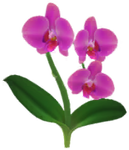 Red moth orchid Big Flower icon.
