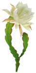 White orchid cactus Big Flower icon.