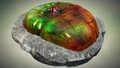 A closer look at the Newtolite Shell in the Treasure Catalog.