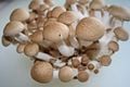Brown beech mushrooms.jpg