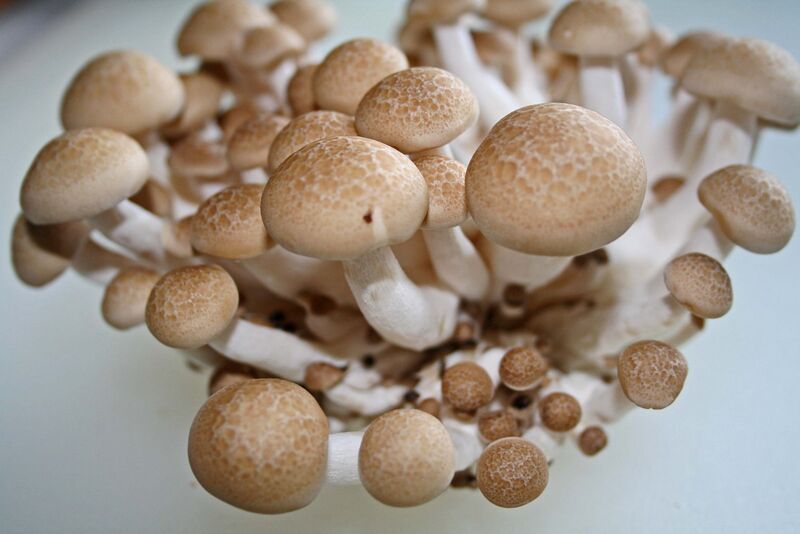 File:Brown beech mushrooms.jpg
