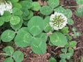 A real world clover.