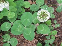 Trifolium repens.jpg