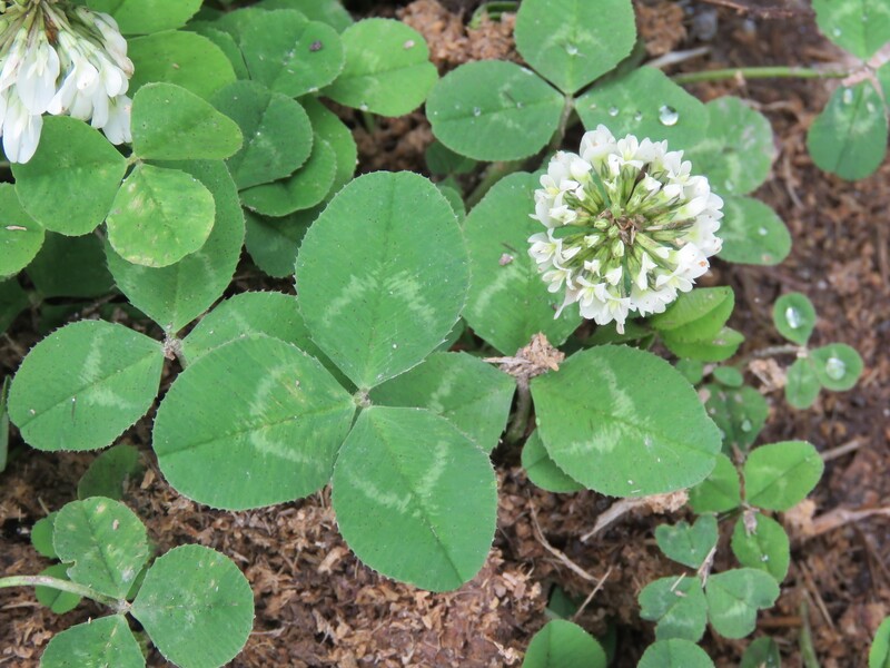 File:Trifolium repens.jpg